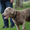 hundetreffen 03.09.2016 532